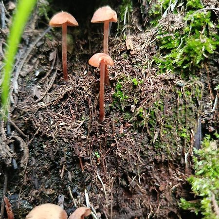 Eco-Cabana Piemonte Guasca Zewnętrze zdjęcie
