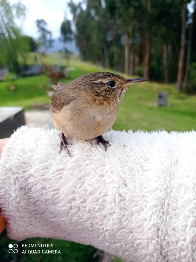 Eco-Cabana Piemonte Guasca Zewnętrze zdjęcie