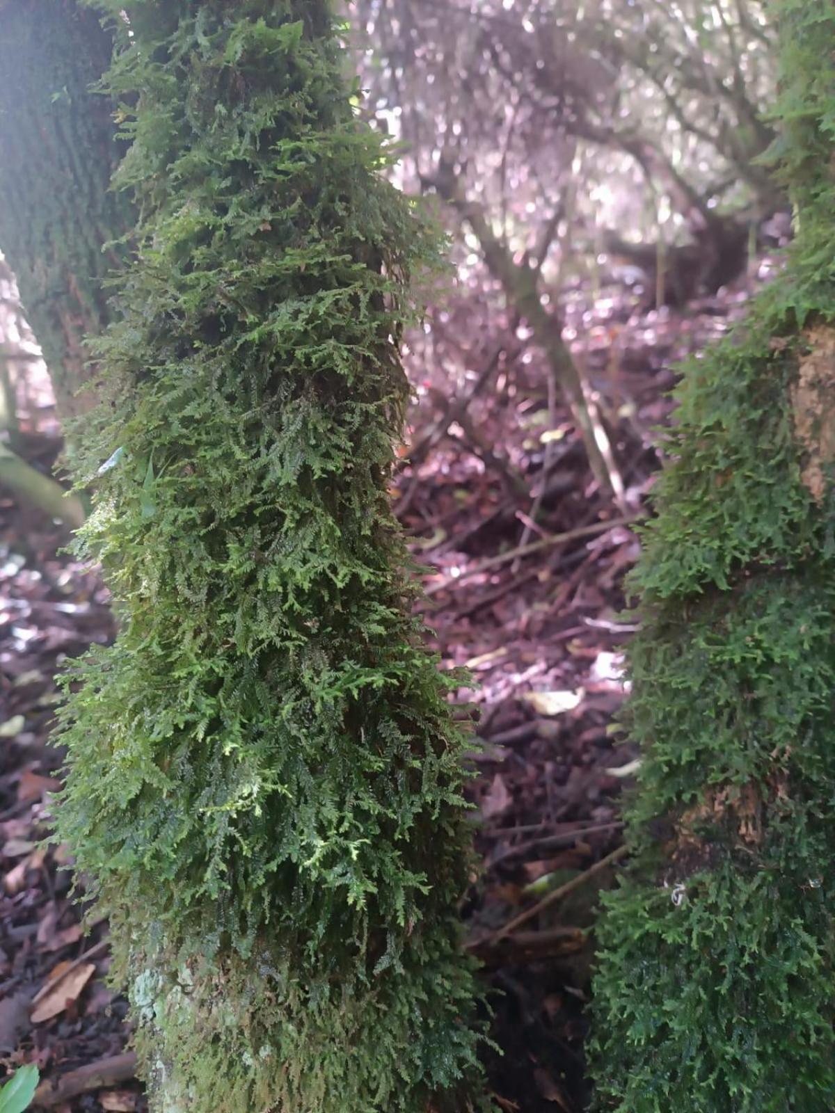 Eco-Cabana Piemonte Guasca Zewnętrze zdjęcie