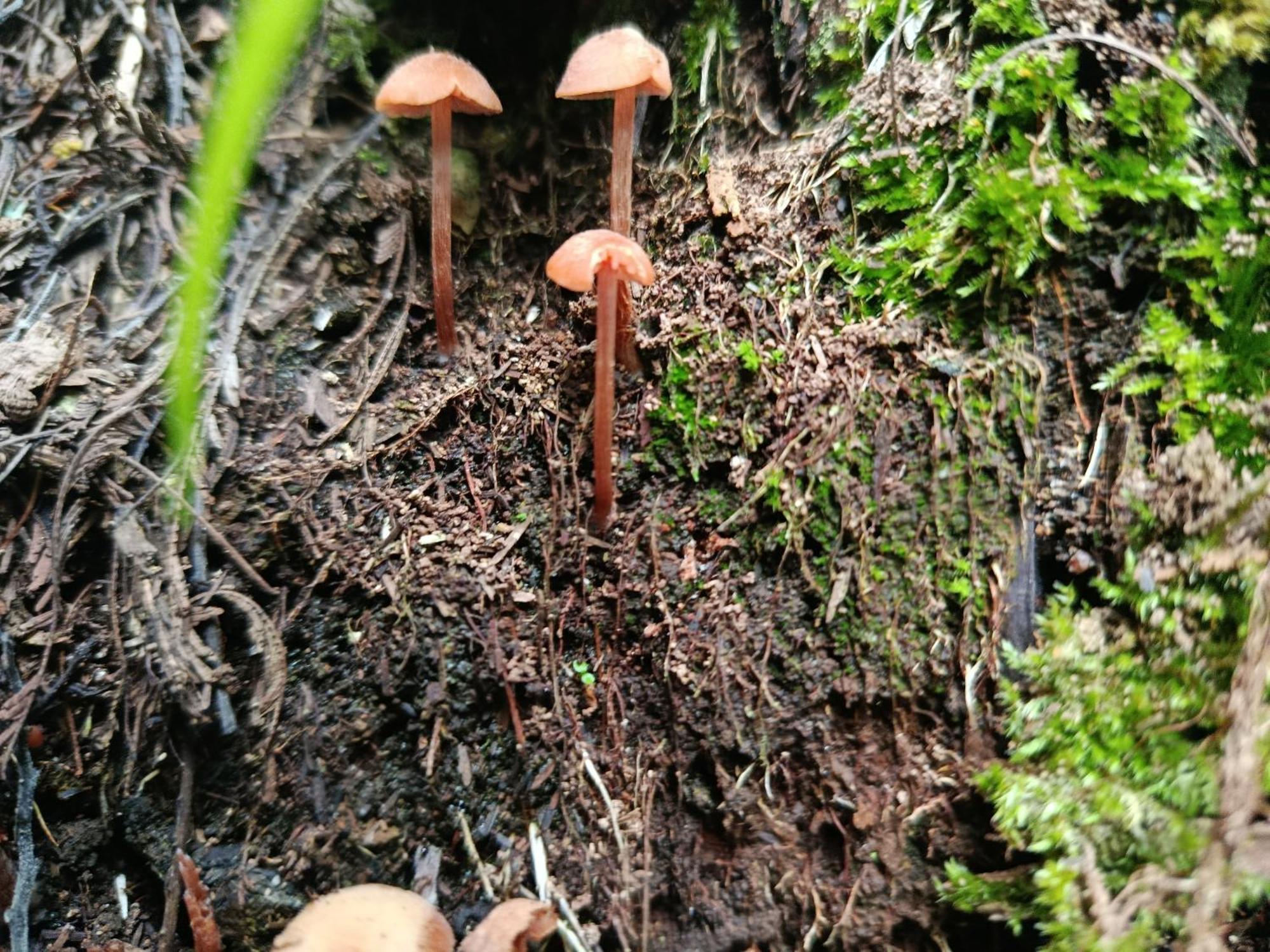 Eco-Cabana Piemonte Guasca Zewnętrze zdjęcie